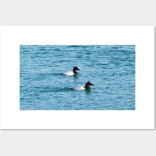 Canvasback Ducks Swimming Posters and Art